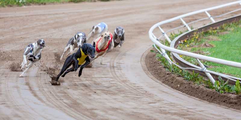 Seabrook Greyhound Park